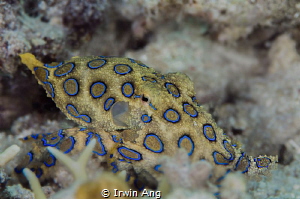 D E A D L Y
Blue-ringed octopus (Hapalochlaena)
Anilao,... by Irwin Ang 